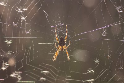 g1/00/977000/3/131811253.pNo1DsKb.jpg