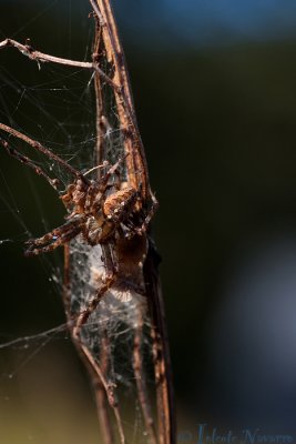 g1/00/977000/3/131811254.XNifF8U7.jpg