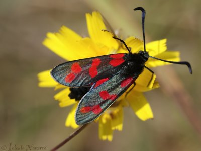 Sint Jansvlinder - Six-spot Burnet - Zygaena filipendulae