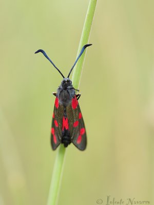 Sint Jansvlinder - Six-spot Burnet - Zygaena filipendulae