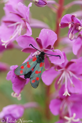 Sint Jansvlinder - Six-spot Burnet - Zygaena filipendulae