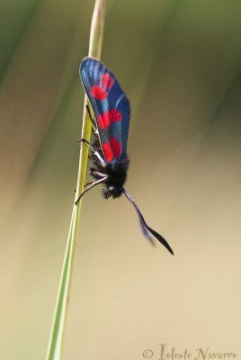 Sint Jansvlinder - Six-spot Burnet - Zygaena filipendulae