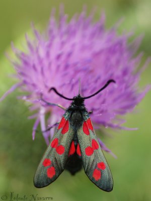 Sint Jansvlinder - Six-spot Burnet - Zygaena filipendulae