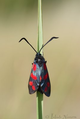 Sint Jansvlinder - Six-spot Burnet - Zygaena filipendulae