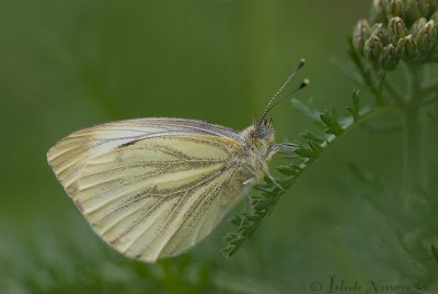 Klein Geaderd Witje - Green-veined White - Pieris napi
