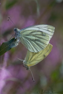 Klein Geaderd Witje - Green-veined White - Pieris napi