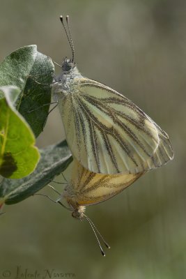 Klein Geaderd Witje - Green-veined White - Pieris napi