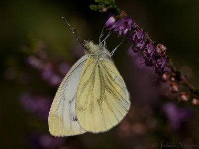 Klein Geaderd Witje - Green-veined White - Pieris napi