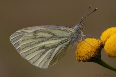 Klein Geaderd Witje - Green-veined White - Pieris napi