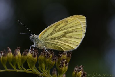 Klein Geaderd Witje - Green-veined White - Pieris napi