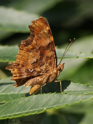 Gehakkelde Aurelia- Comma - Polygonia c-album
