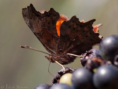 Gehakkelde Aurelia- Comma - Polygonia c-album