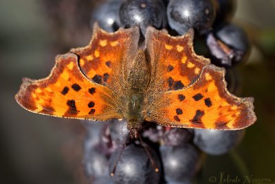 Gehakkelde Aurelia- Comma - Polygonia c-album