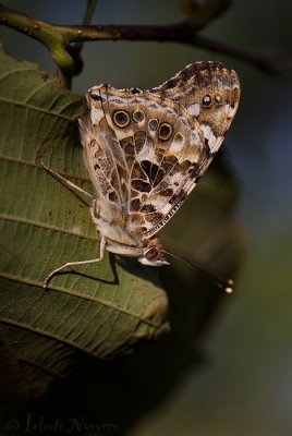 Vossen, Weerschijn- & IJsvogelvlinders - Nymphalidae