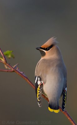 Pestvogel