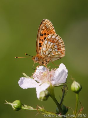 Duinparelmoervlinder