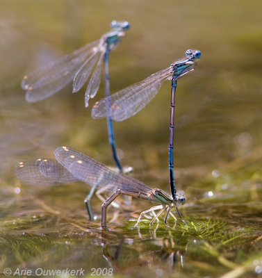 Blauwe Breedscheenjuffer