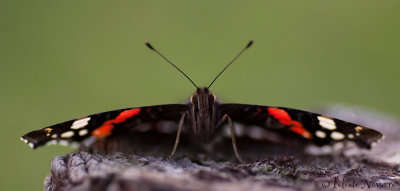 Atalanta - Red Admiral - Vanessa 