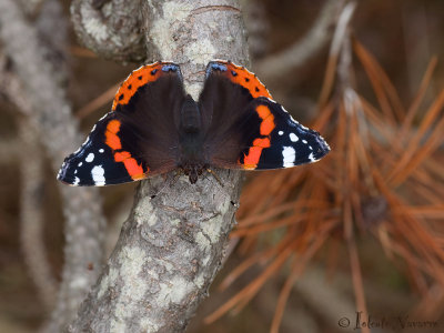 Atalanta - Red Admiral - Vanessa 