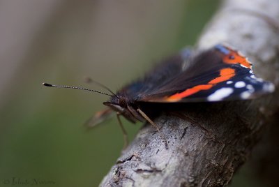 Atalanta - Red Admiral - Vanessa 