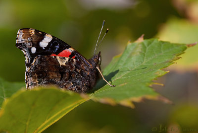 Atalanta - Red Admiral - Vanessa 