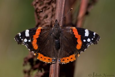 Atalanta - Red Admiral - Vanessa 