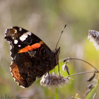 Atalanta - Red Admiral - Vanessa 