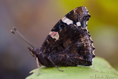 Atalanta - Red Admiral - Vanessa 