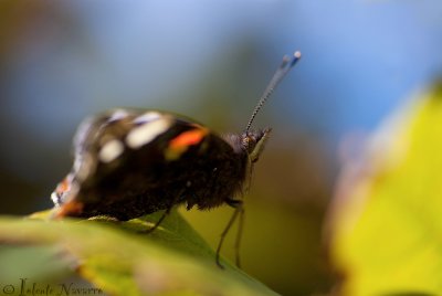 Atalanta - Red Admiral - Vanessa 