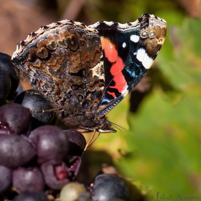 Atalanta - Red Admiral - Vanessa 