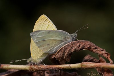 Klein Koolwitje - Small White - Pieris rapae