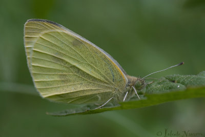 Klein Koolwitje - Small White - Pieris rapae