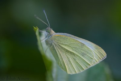 Klein Koolwitje - Small White - Pieris rapae