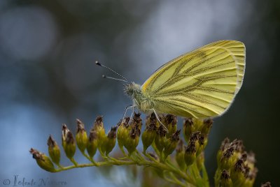 Klein Geaderd Witje - Green-veined White - Pieris napi