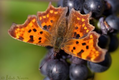Gehakkelde Aurelia- Comma - Polygonia c-album