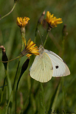 Groot Koolwitje - Large White - Pieris brassicae
