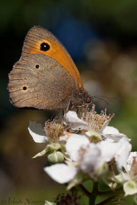 Bruin Zandoogje - Meadow Brown - Maniola jurtina