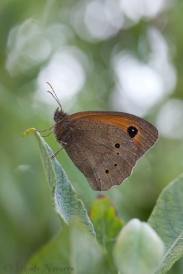 Bruin Zandoogje - Meadow Brown - Maniola jurtina