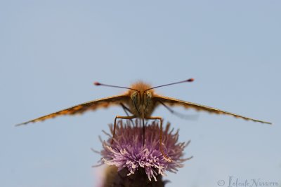 Duinparelmoervlinder - Niobe Fritillary - Argynnis niobe