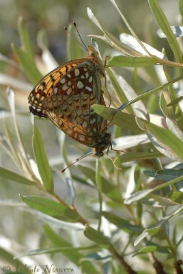 Duinparelmoervlinder - Niobe Fritillary - Argynnis niobe