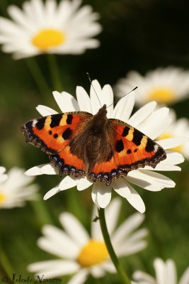 Small Tortoiseshell - Kleine Vos - Aglais urticae