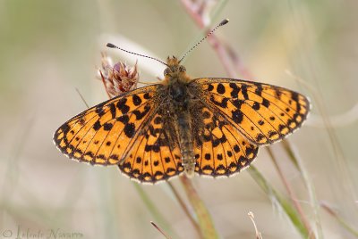 Zilveren Maan - Small Pearl-bordered Fritillary - Boloria selene