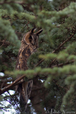 Ransuil - Long-eared Owl - Asio otus