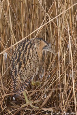 Roerdomp - Eurasian Bittern - Botaurus stellaris