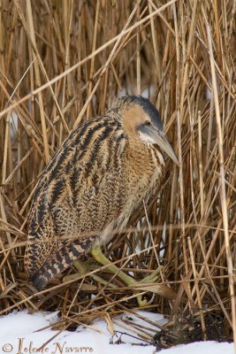 Roerdomp - Eurasian Bittern - Botaurus stellaris
