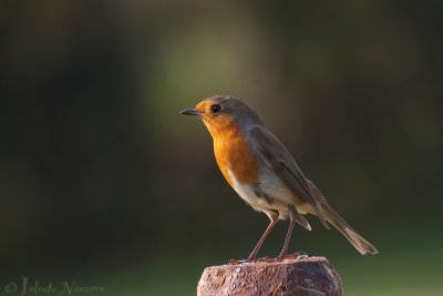 Roodborst - European Robin - Erithacus rubecula	