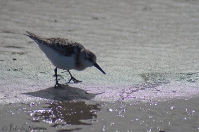 Drieteenstrandloper - Sanderling - Calidris alba