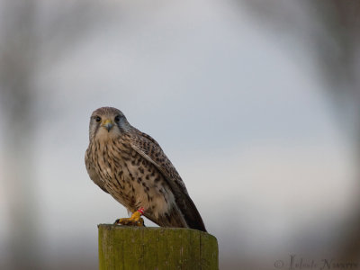 Torenvalk - Common Kestrel - Falco tinnunculus