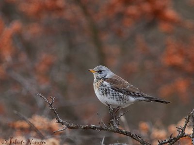 Kramsvogel - Fieldfare - Turdus pilaris