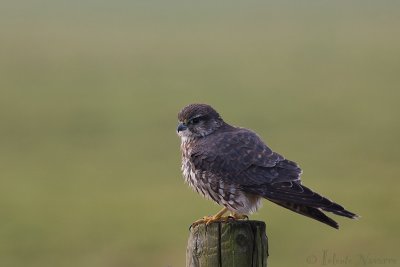 Smelleken - Merlin - Falco columbarius
